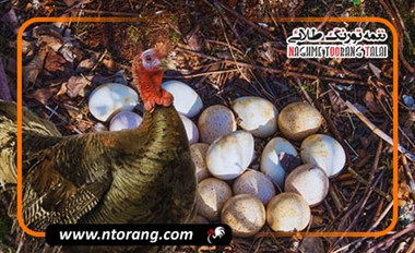 تفاوت بوقلمون‌های گوشتی و تخم‌گذار: کدام مناسب پرورش شماست؟